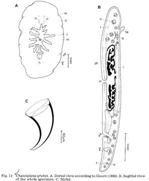 Image of Stylochocestidae