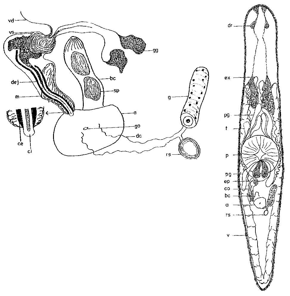 Image of Krumbachia