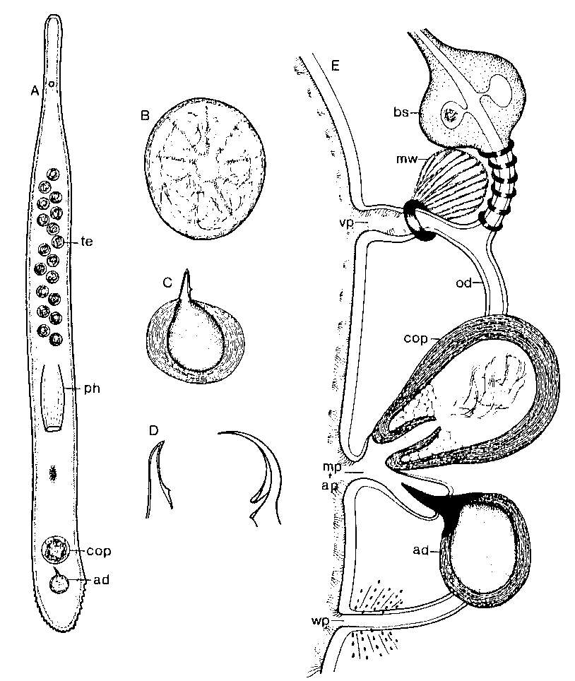 Image of Minona