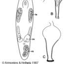 Image of Macrostomum brevituba Armonies & Hellwig 1987