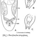 Image of Placorhynchus tetraculeatus Armonies & Hellwig 1987