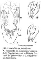 Image of Placorhynchidae