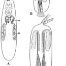 Image of Zonorhynchus pipettiferus Armonies & Hellwig 1987