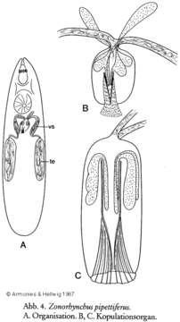 Image of Zonorhynchus