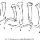 Image of Opisthocystis curvistylus Timoshkin 1986