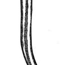 Image of Opisthocystis abyssalis Timoshkin 1986
