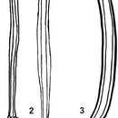 Image of Opisthocystis sabussovi Timoshkin 1986