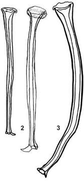 Image of Opisthocystis sabussovi Timoshkin 1986