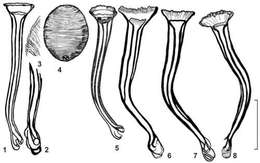 Image of Opisthocystis cariottus Timoshkin 1986