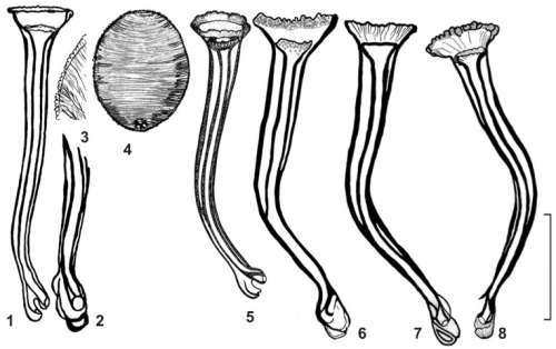 Image of Opisthocystis cariottus Timoshkin 1986