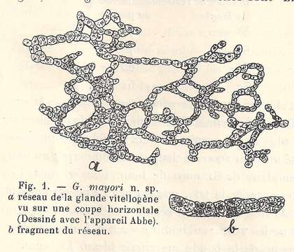 Geoplaninae的圖片