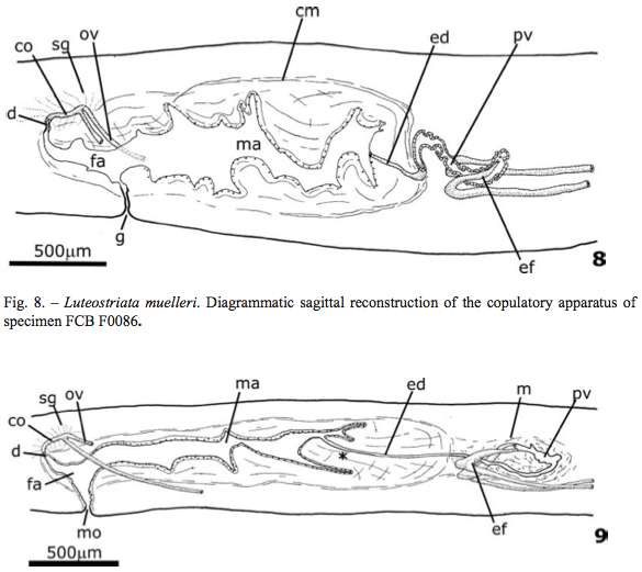 Luteostriata resmi