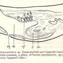 Image of (Geoplana) multipunctata