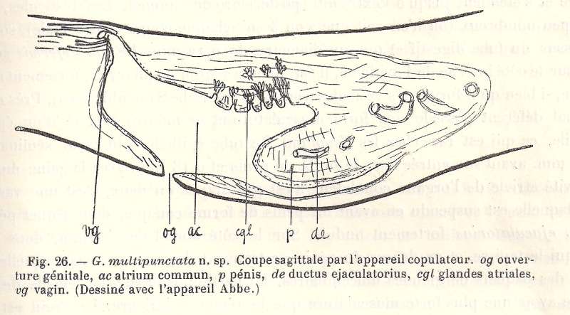 Image de (Geoplana) multipunctata