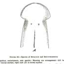 Image of Bipalium costaricensis Hyman 1939