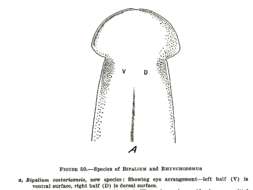 Image de Bipalium