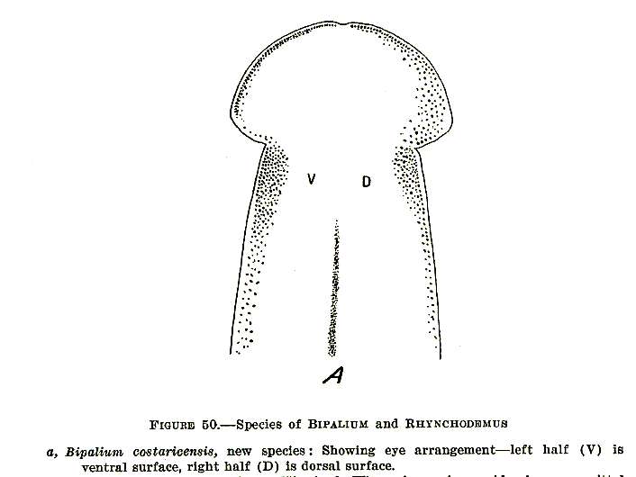 bipalium diagram