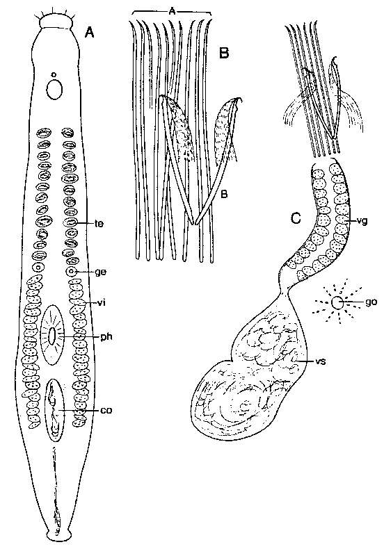 Image of Parotoplana