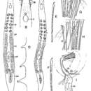 Image of Parotoplana subtilis Ax & Sopott-Ehlers 1987