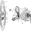 Image of (Castrada) belennensis