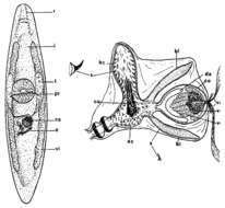 Image de (Castrada) belennensis