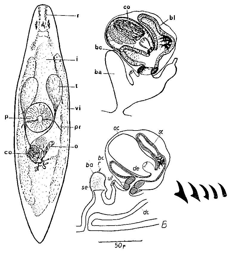 Image of (Castrada) infernalis