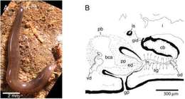 Image de Microplana