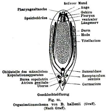 Image of Microplana