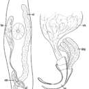 Image of Prognathorhynchus eurytuba Ax & Armonies 1987