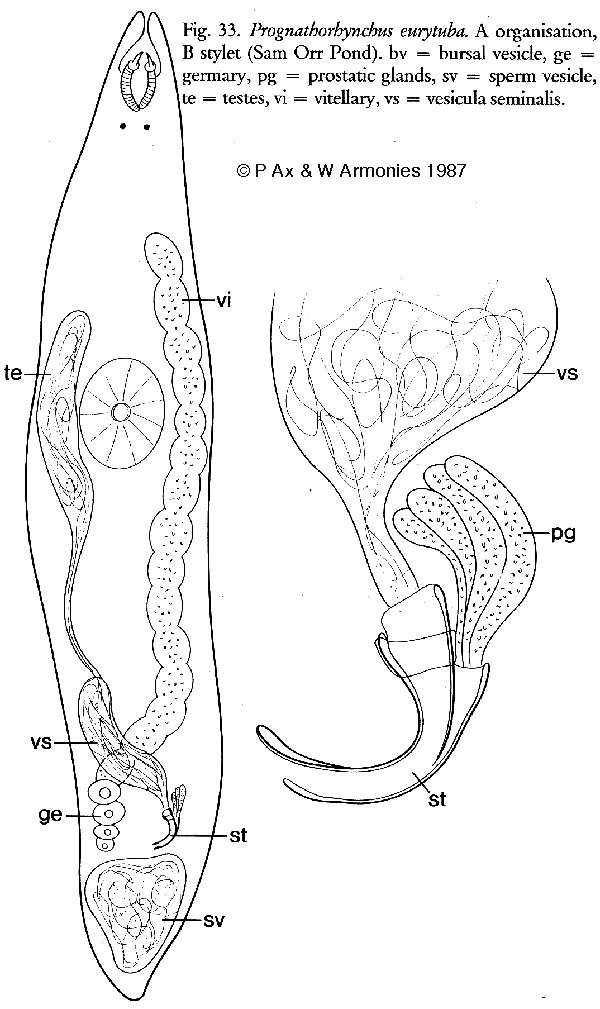 Image of Gnathorhynchidae