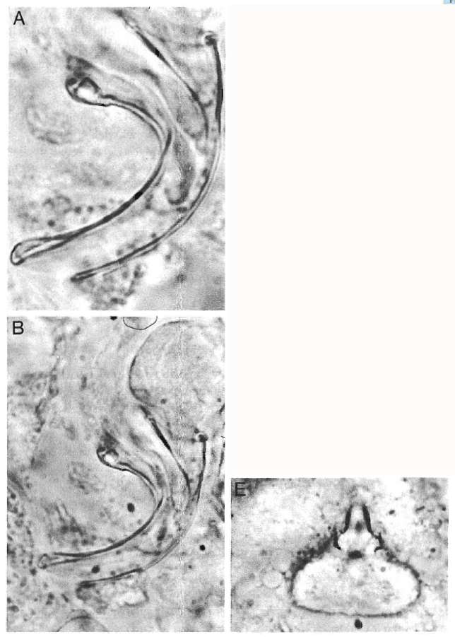 Image of Prognathorhynchus