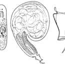 Image of Pogaina oncostylis Ax & Armonies 1987