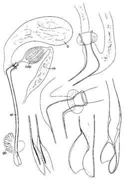 Image of Promesostoma