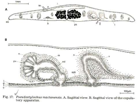 Image de Pseudostylochidae