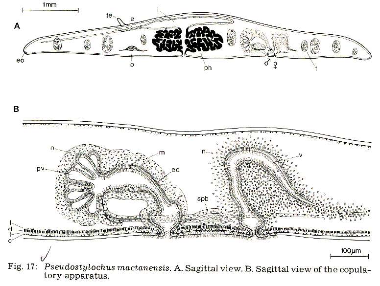 Image of Pseudostylochidae