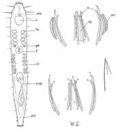 Image of Postbursoplana