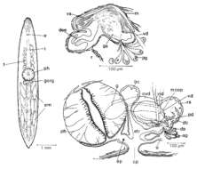 Image of Mesostoma appinum Kolasa & Schwartz 1988