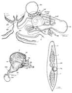 Image of Mesostoma magnum Kolasa & Schwartz 1988