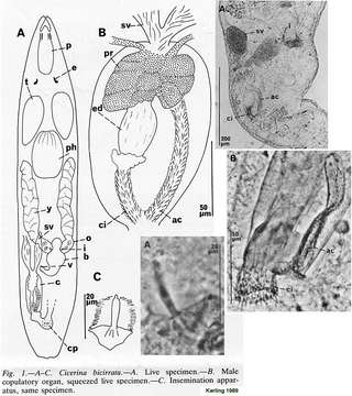 Image of Cicerinidae