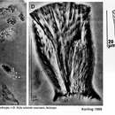 Image of Cicerina triangularis Karling 1989