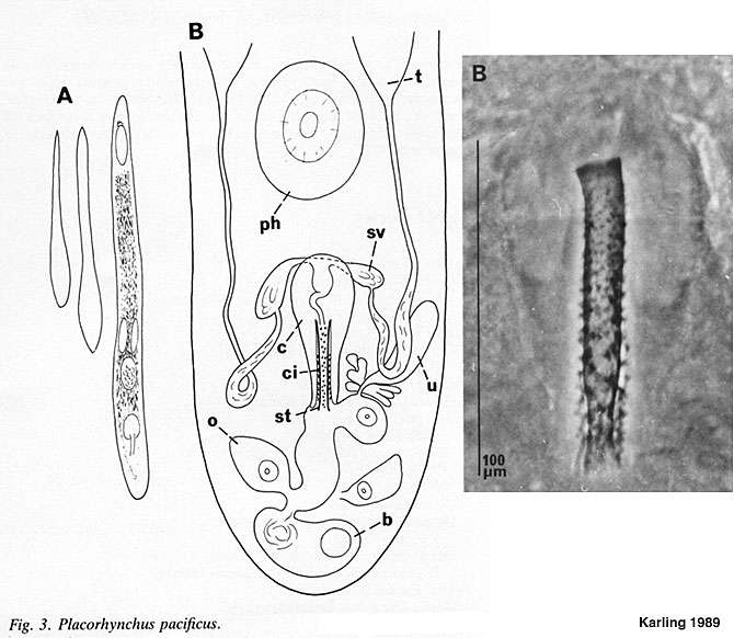 Image of Placorhynchidae