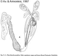 Image of Placorhynchidae