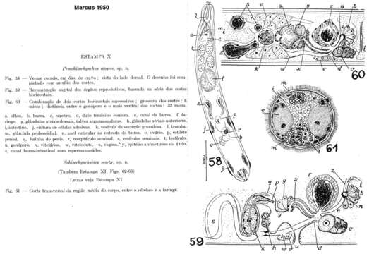 Plancia ëd Proschizorhynchella