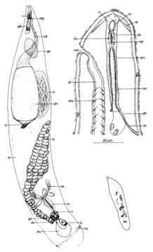Image of Cheliplanidae