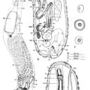 Image of Cheliplana pacifica Noldt & Hoxhold 1984