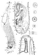 Image of Cheliplana pacifica Noldt & Hoxhold 1984