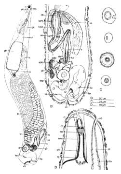 Image of Cheliplana pacifica Noldt & Hoxhold 1984