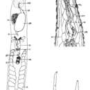 Image of Archipelagoplana triplocirro Noldt & Hoxhold 1984