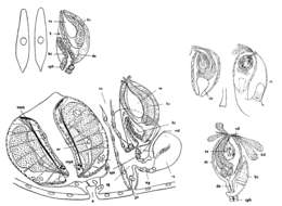 Image de (Castrada) borealis