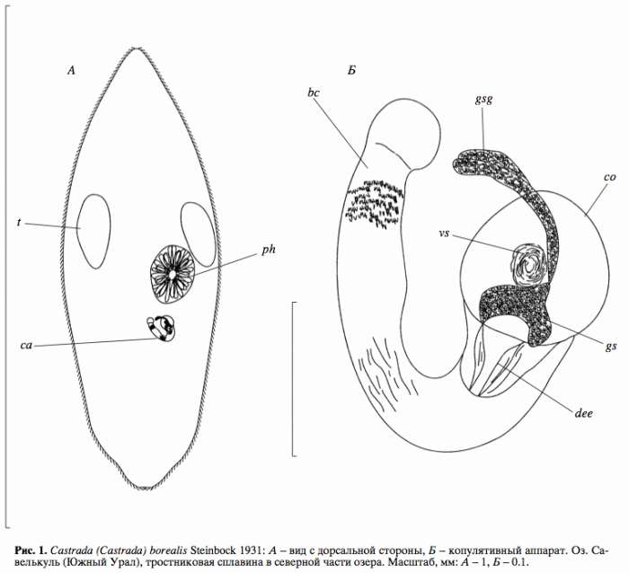 Image of (Castrada) borealis